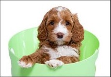 Bruin-witte puppy zit in een lichtgroene emmer